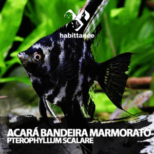 Acará Bandeira Marmorato ( Pterophyllum Scalare ) M