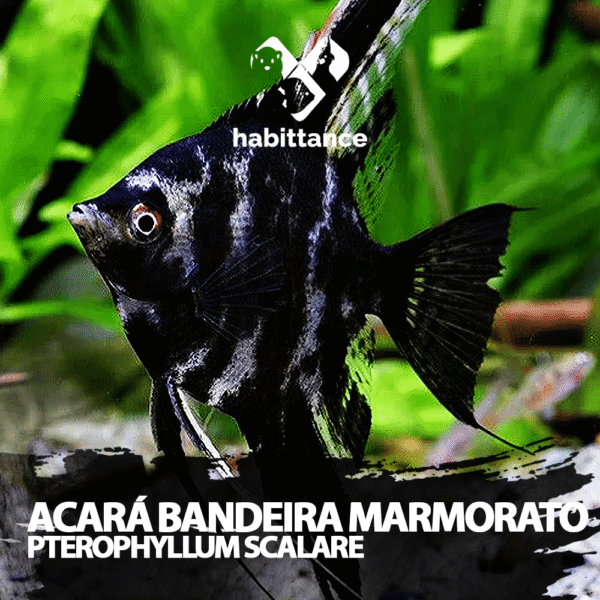 Acará Bandeira Marmorato ( Pterophyllum Scalare ) M