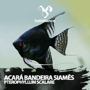 Acará Bandeira Siamês ( Pterophyllum Scalare ) M
