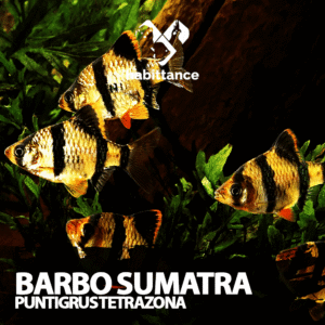 Barbo Sumatra ( Puntigrus tetrazona )