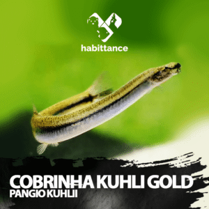 Cobrinha Kuhli Gold ( Pangio kuhlii )