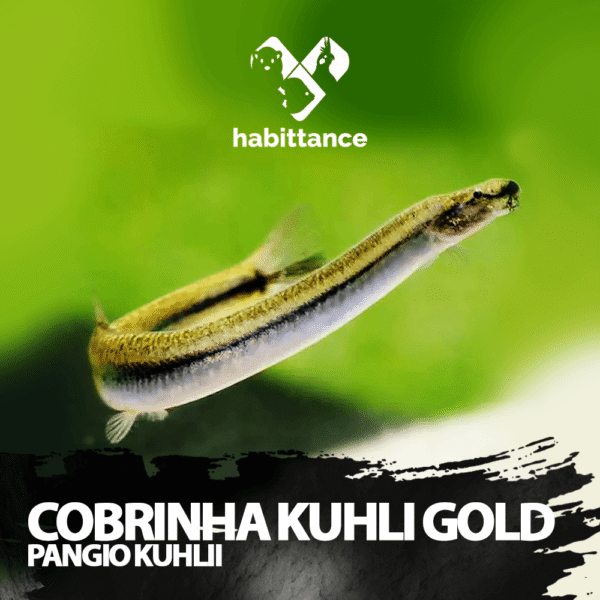 Cobrinha Kuhli Gold ( Pangio kuhlii )