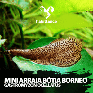 Mini Arraia Bótia borneo ( Gastromyzon ocellatus )
