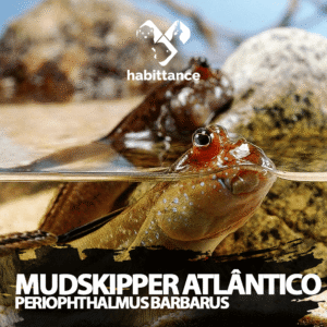 Mudskipper Atlântico (Periophthalmus barbarus)