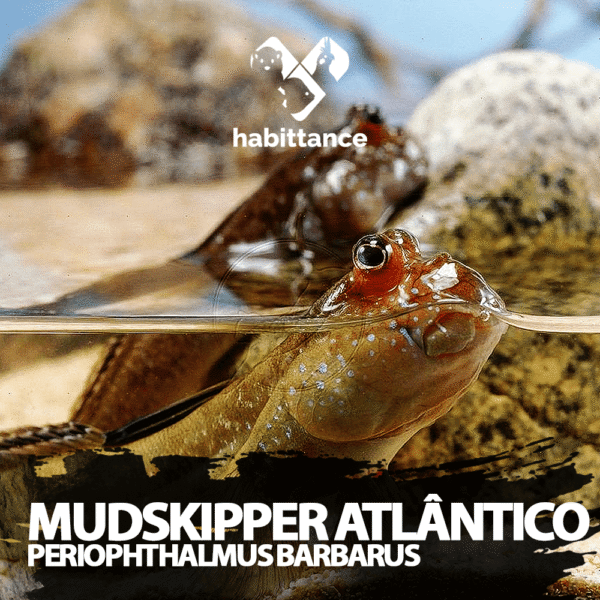 Mudskipper Atlântico (Periophthalmus barbarus)