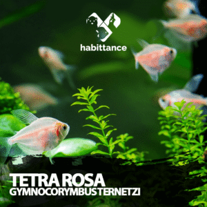 Tetra Rosa ( Gymnocorymbus ternetzi )