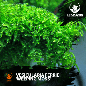 Vesicularia ferriei 'Weeping Moss'