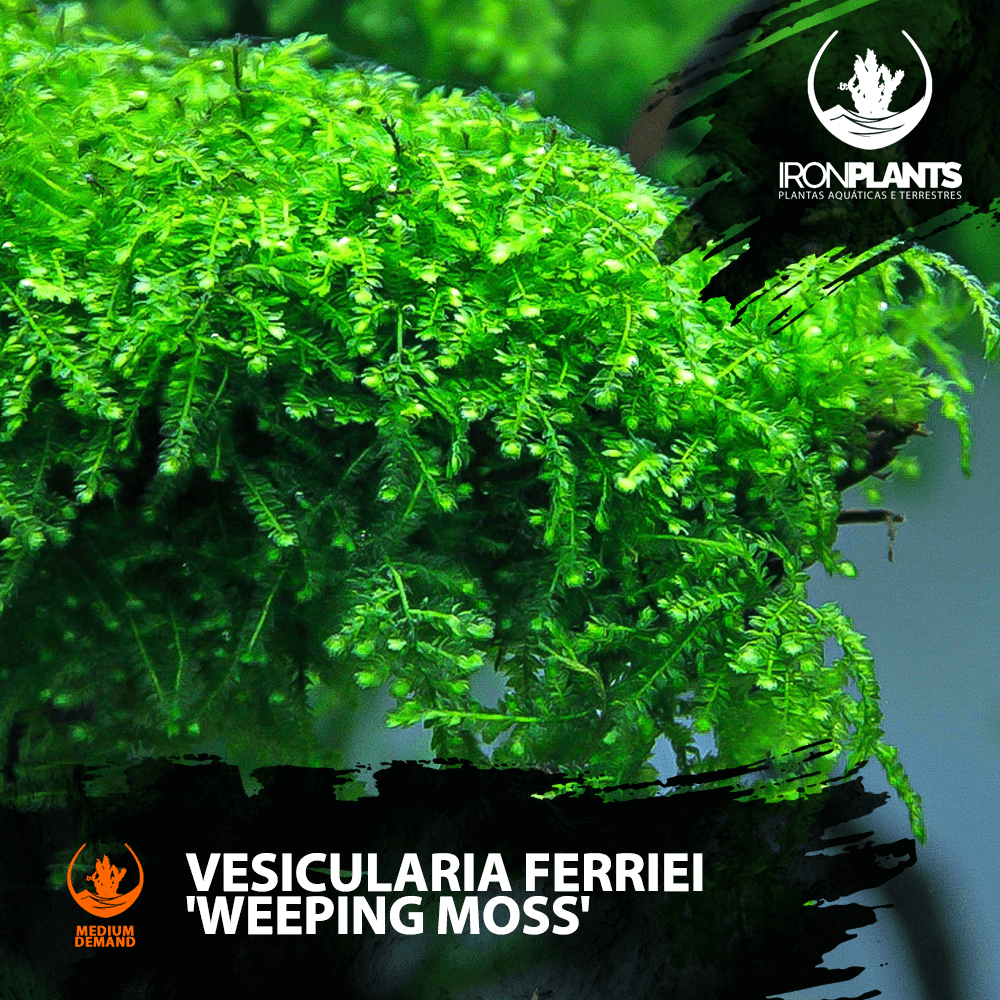 Vesicularia ferriei 'Weeping Moss'