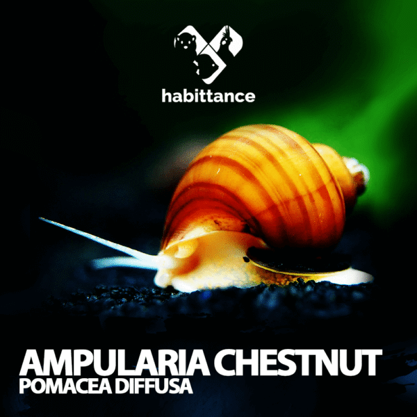 Ampularia chestnut