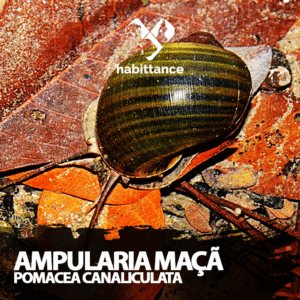 Ampularia maçã