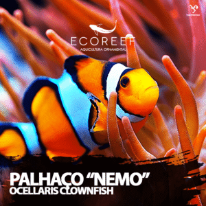 Peixe palhaço "Nemo" ( Amphiprion ocellaris )