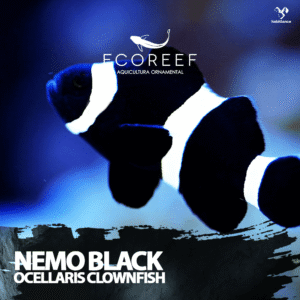 peixe palhaço "nemo black" ( Amphiprion ocellaris )