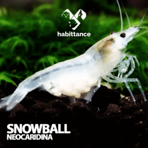 Snowball Neocaridina