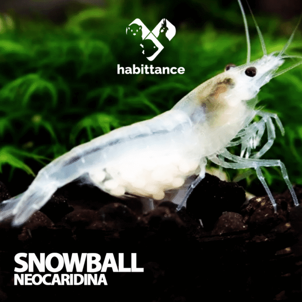 Snowball Neocaridina