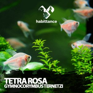 Tetra Rosa ( Gymnocorymbus ternetzi )