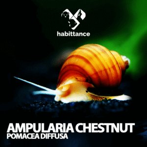 Ampularia chestnut