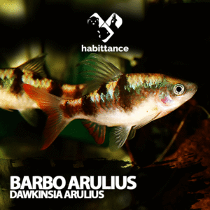Barbo Arulius (Dawkinsia arulius)