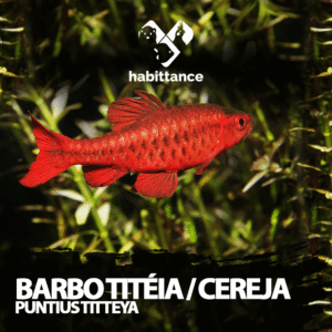Barbo Titéia / Cereja ( Puntius titteya )