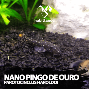 Cascudo Nano Pingo de Ouro ( Parotocinclus haroldoi )