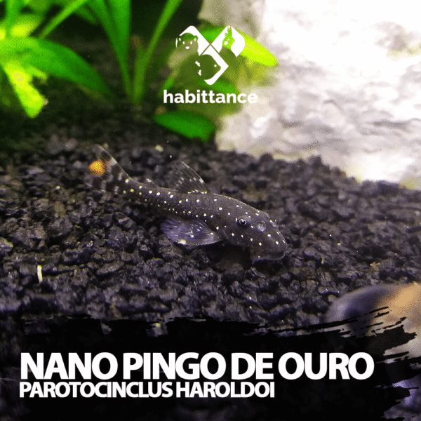 Cascudo Nano Pingo de Ouro ( Parotocinclus haroldoi )
