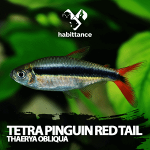 Tetra Pinguin Red Tail ( Thaerya obliqua )