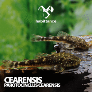 Cearensis ( Parotocinclus cearensis )