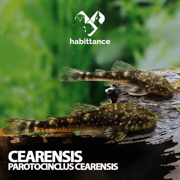 Cearensis ( Parotocinclus cearensis )