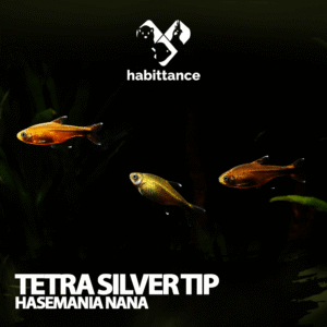Tetra Silvertip ( Hasemania nana )