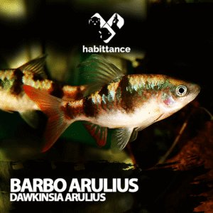Barbo Arulius (Dawkinsia arulius)