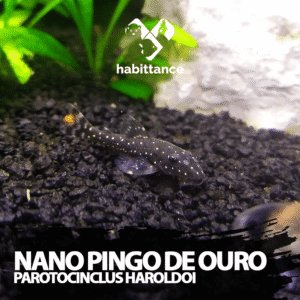 Cascudo Nano Pingo de Ouro ( Parotocinclus haroldoi )