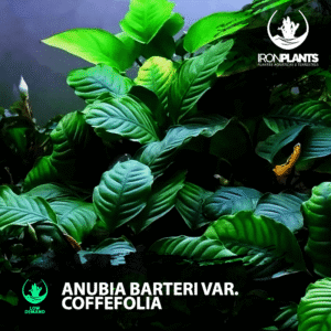 Anubia Barteri var. coffeefolia