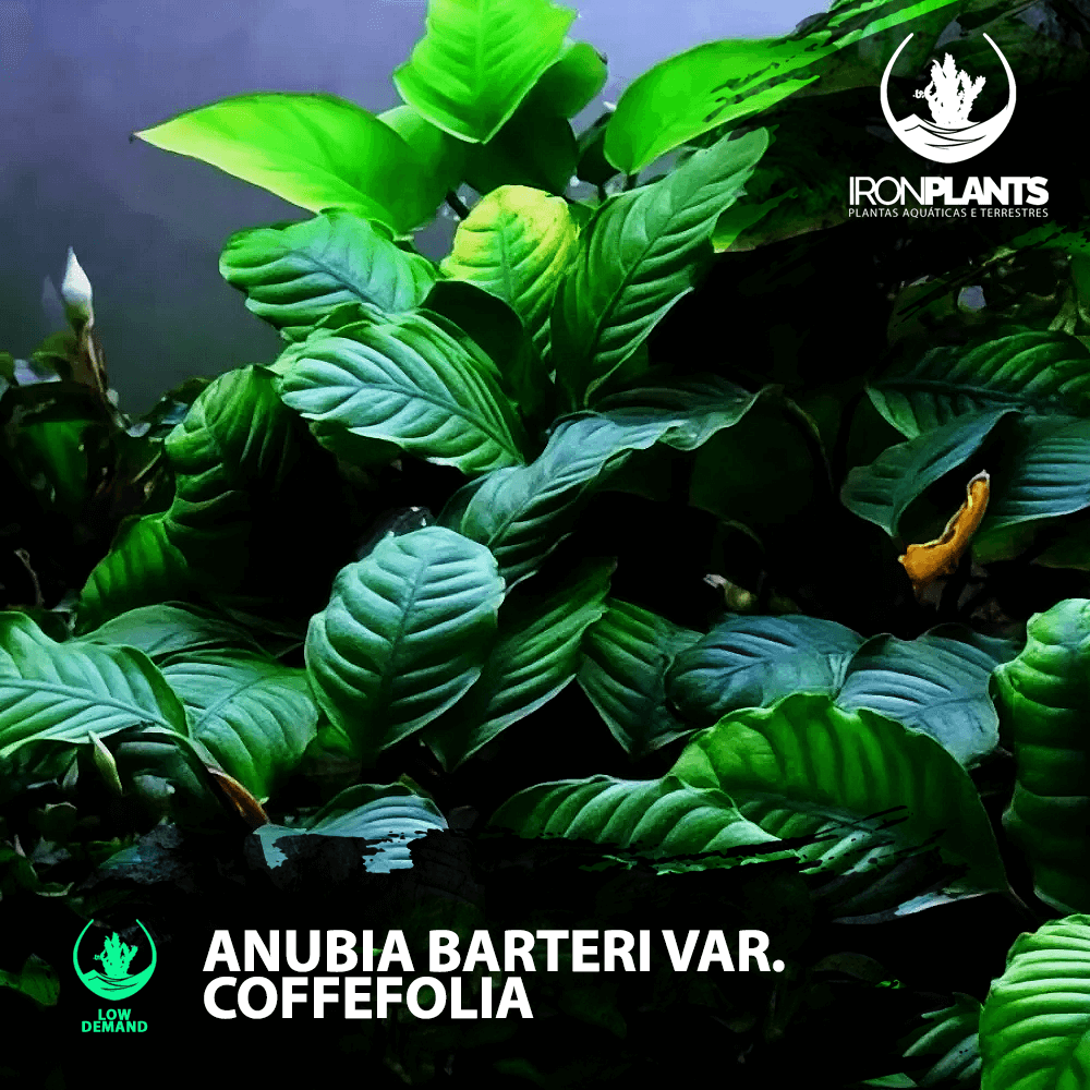 Anubia Barteri var. coffeefolia