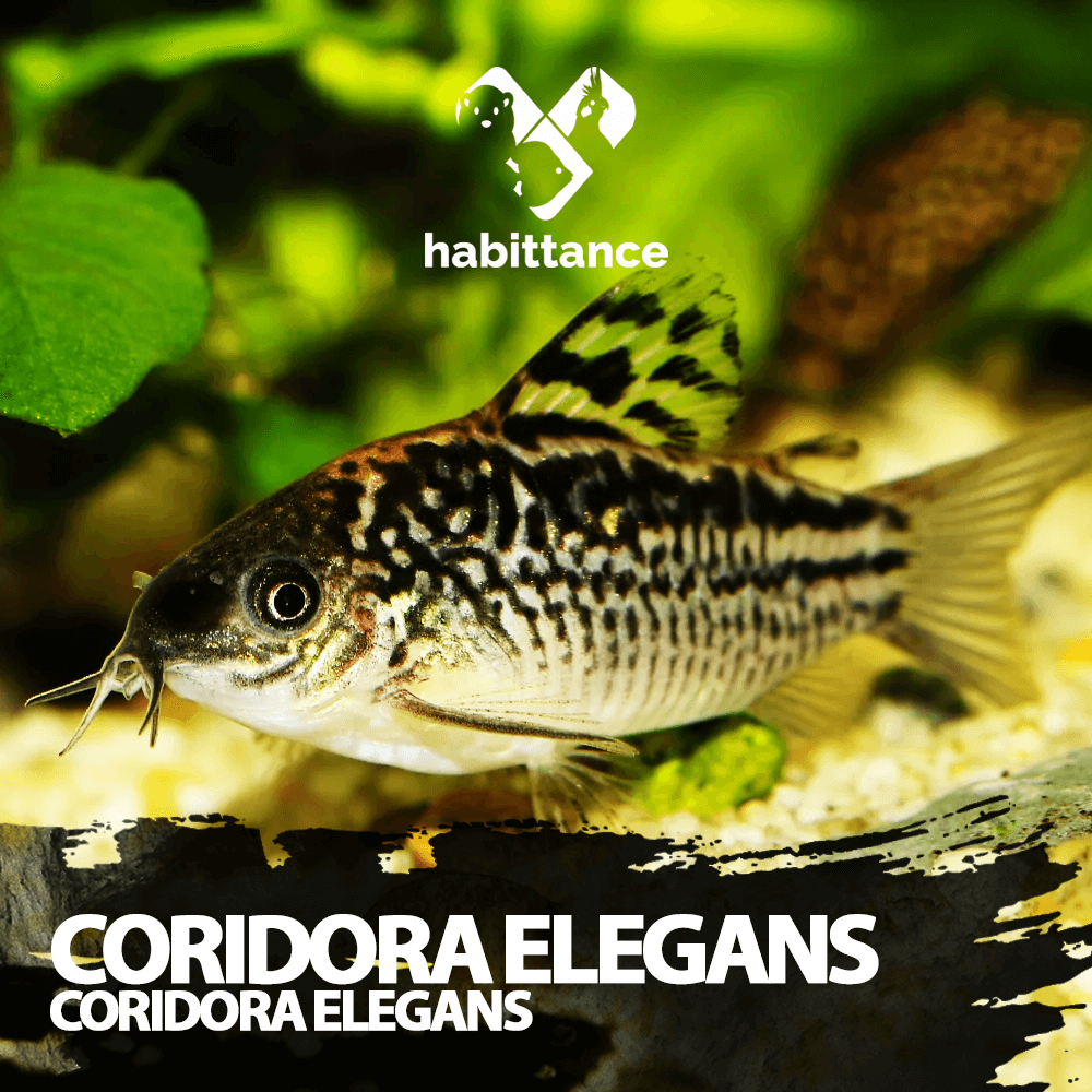 Coridora Elegans ( Corydora Elegans )