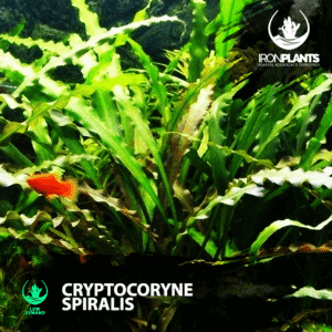 Cryptocoryne Spiralis