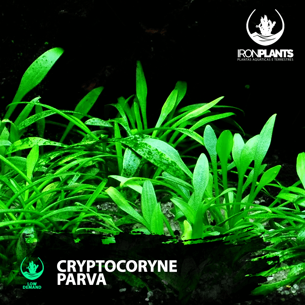 Cryptocoryne parva