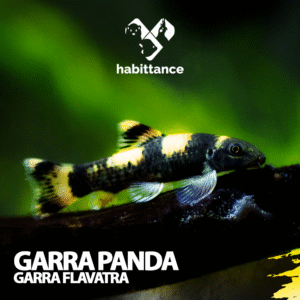 Garra Panda (Garra flavatra)