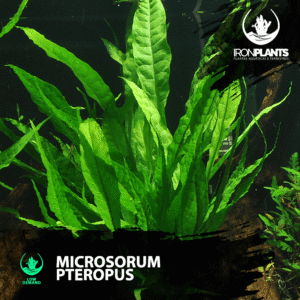 Microsorum pteropus