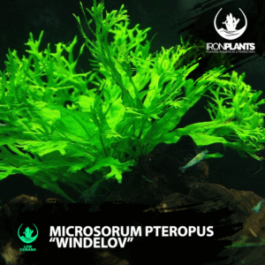 Microsorum pteropus "windelov"