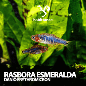 Rasbora Esmeralda (Danio erythromicron)