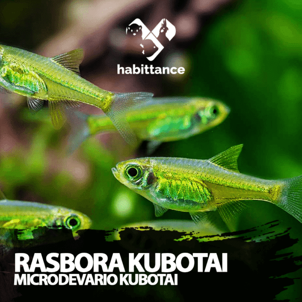 Rasbora kubotai (Microdevario kubotai)
