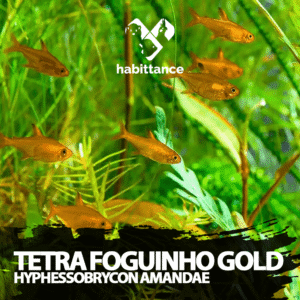 Tetra Foguinho Gold (Hyphessobrycon amandae)