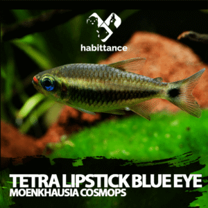 Tetra Lipstick blue yey (Moenkhausia cosmops)