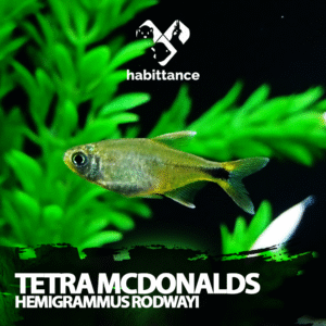 Tetra Mcdonald Red/Yellow - Tetra Gold (Hemigrammus rodwayi )