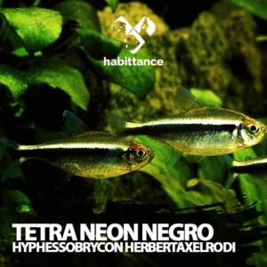 Tetra Neon negro (Hyphessobrycon herbertaxelrodi)