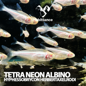 Tetra Neon negro albino (Hyphessobrycon herbertaxelrodi)