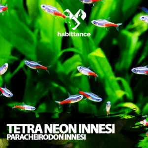 Tetra Neon inessi (Paracheirodon innesi )