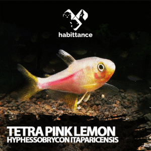 Tetra Pink lemon (Hyphessobrycon itaparicensis)