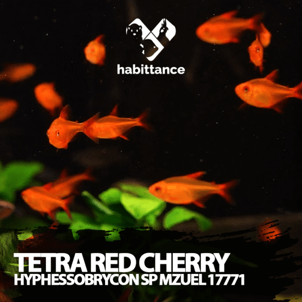 Tetra Red Cherry (Hyphessobrycon SP Mzuel 17771)