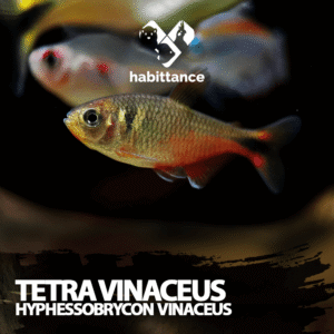 Tetra vinaceus (Hyphessobrycon vinaceus)