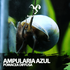 Ampularia azul